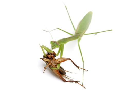 Praying mantis catching prey, a cricket. isolated on a white background