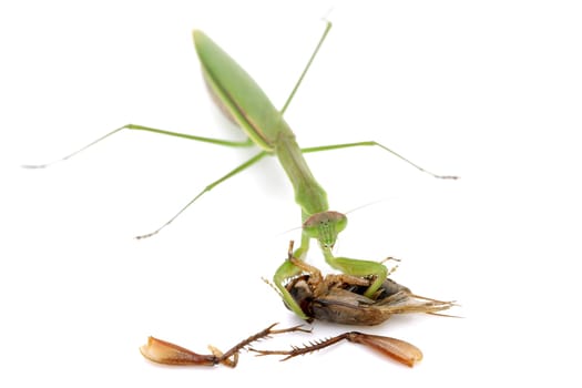 Praying mantis catching prey, a cricket. isolated on a white background