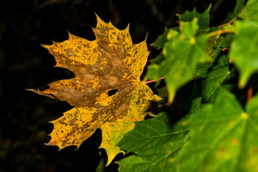 autumnal colored maple leaf in a closeup