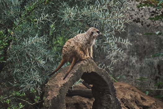Meerkat sitting on a tree trunk in a zoo