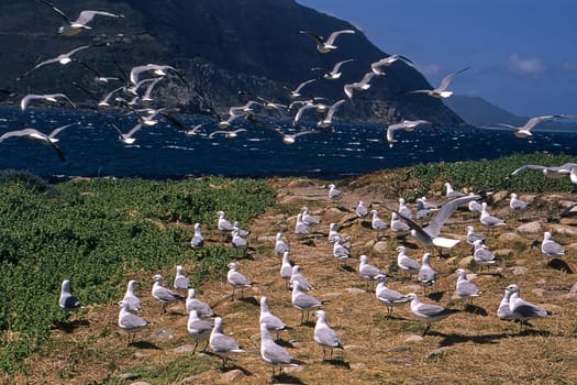 Antarctic Fulmar (Fulmarus glacialoides), Hout Bay, Western Cape, South Africa.