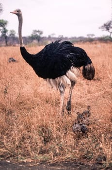 Ostrich (Struthio camelus), Kruger National Park, Mpumalanga, South Africa