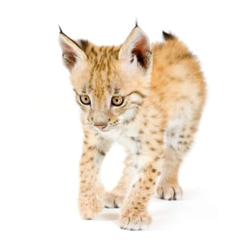 Lynx cub in front of a white background