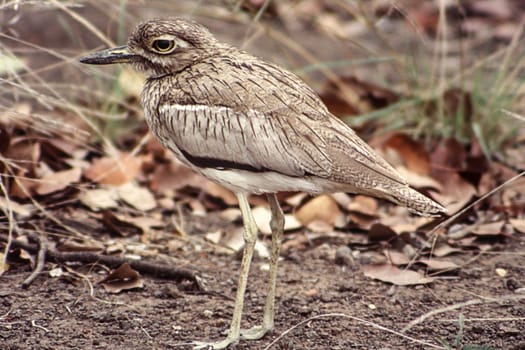 Water Dikkop (Burhinus vermiculatus), Kruger National Park, Mpumalanga, South Africa.