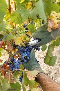 Farmer's Hands in gloves cutting red grapes with secateurs from vine plant during wine harvest in italian Vineyard, Close up. Sunny autumn day. Wine making