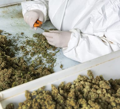 Female worker in gloves trimming with scissors marijuana leaves from dry buds and inflorescences. Legal production of medical cannabis with CBD for sell for healthcare and medicine uses