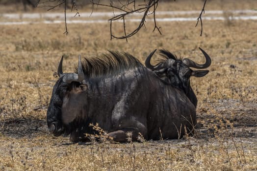 Wildebeest, Connochaetes in the shade of a tree, Botswana