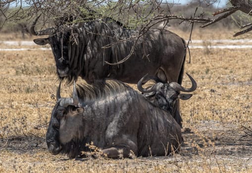 Wildebeest, Connochaetes in the shade of a tree, Botswana