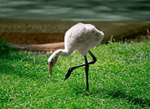 Baby Flamingo Standing Alone in the Grass