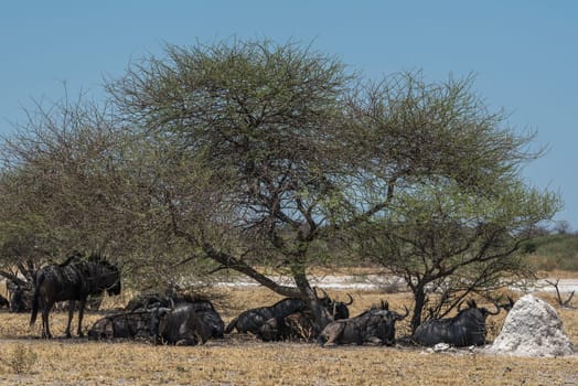 Wildebeest, Connochaetes in the shade of a tree, Botswana