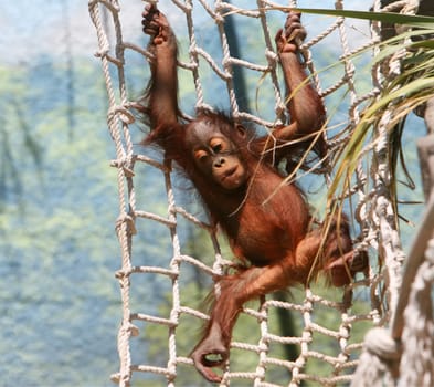 A baby gorilla swings playfully on a rope net.