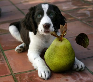 A cute puppy is about to enjoy his healthy snack