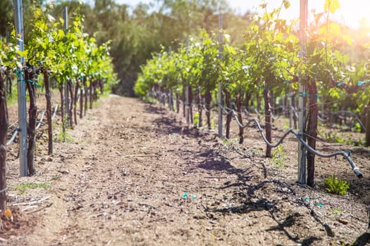 Beautiful Wine Grape Vineyard In The Morning Sun.