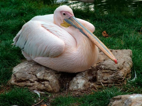 a stork taking a break