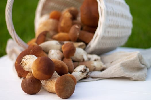 White wicker basket with brown boletus mushrooms.