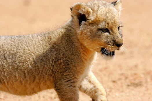A young White lion cub