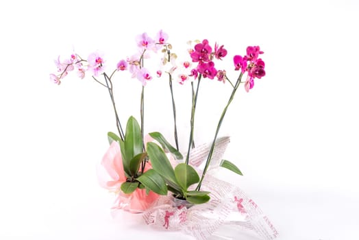 Three different coloures of orchids in cellophane wrapped pots, all together on a white background.