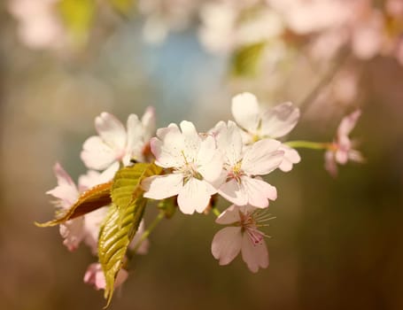 Spring flowers on the tree photographed close up