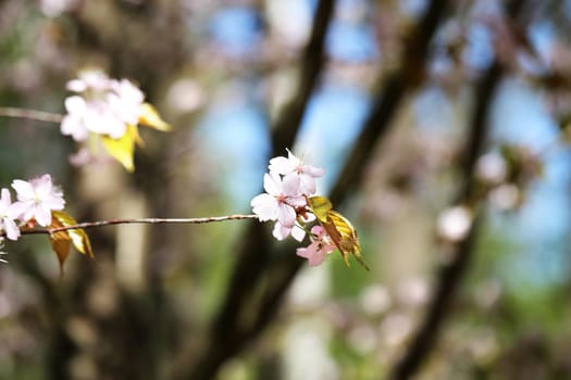 Spring flowers on the tree photographed close up