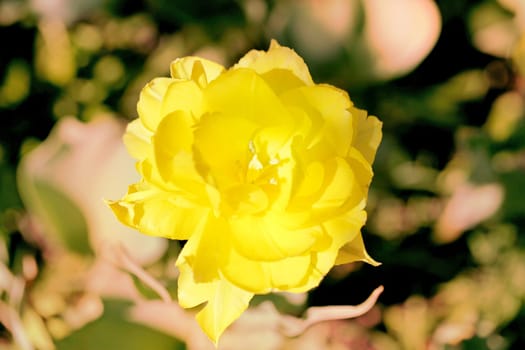 Spring beautiful flowers tulips photographed close up