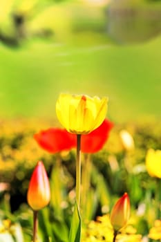 Spring beautiful flowers tulips photographed close up