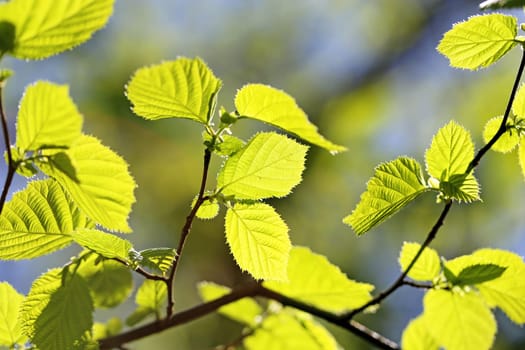 Beautiful leaves on the tree photographed close up