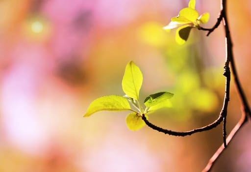 Beautiful leaves on the tree photographed close up