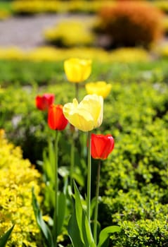 Spring beautiful flowers tulips photographed close up
