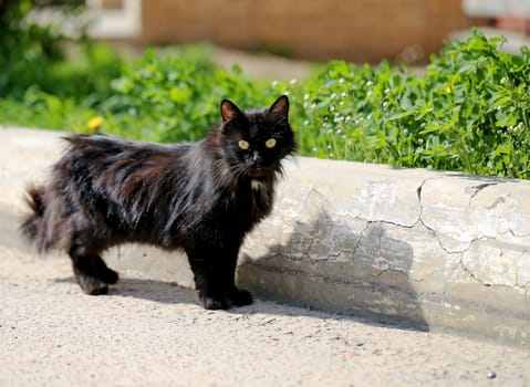 Beautiful cats photographed on the street in summer closeup