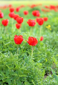 Spring beautiful flowers tulips photographed close up