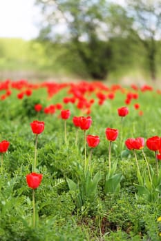 Spring beautiful flowers tulips photographed close up