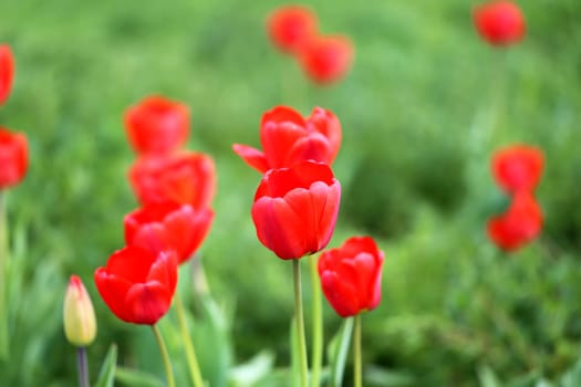 Spring beautiful flowers tulips photographed close up