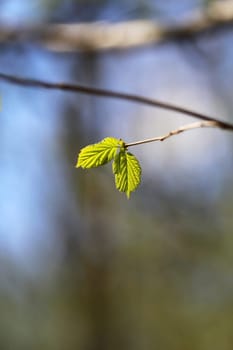 Beautiful leaves on the tree photographed close up