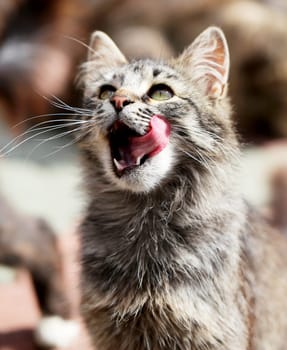 Beautiful cats photographed on the street in summer closeup