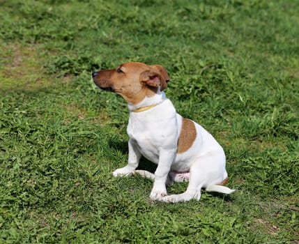 Beautiful dog photographed on the street close up