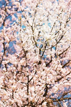 Spring flowers on the tree photographed close up