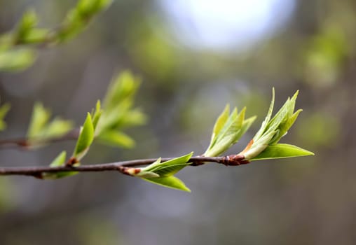Beautiful leaves on the tree photographed close up