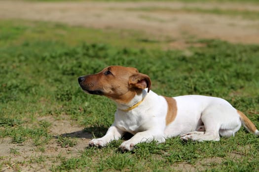 Beautiful dog photographed on the street close up