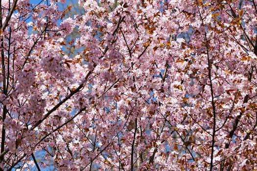 Spring flowers on the tree photographed close up