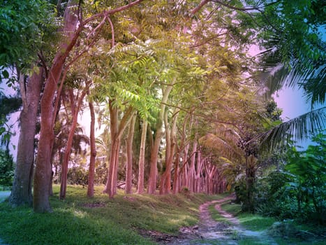 Road in a beautiful tropical forest among the trees