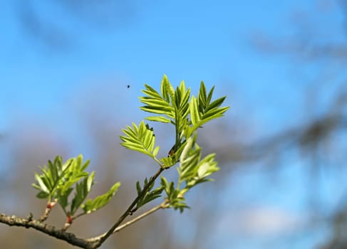Beautiful leaves on the tree photographed close up