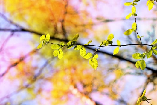Beautiful leaves on the tree photographed close up