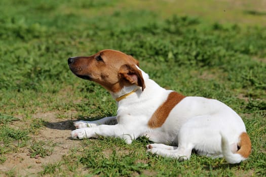 Beautiful dog photographed on the street close up