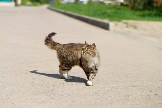 Beautiful cats photographed on the street in summer closeup