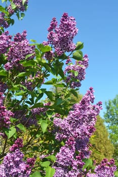 A bunch of violet lilac are blooming for bright blue sky..