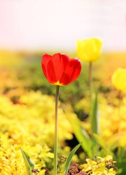 Spring beautiful flowers tulips photographed close up