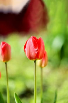 Spring beautiful flowers tulips photographed close up