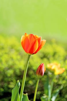 Spring beautiful flowers tulips photographed close up
