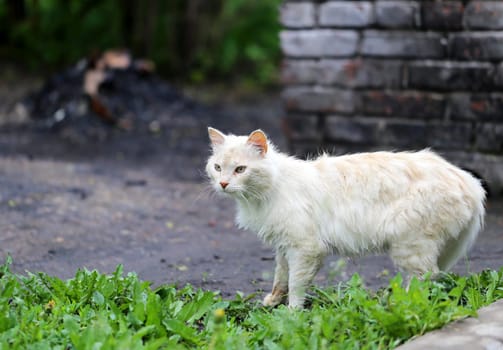 Beautiful cats photographed on the street in summer closeup