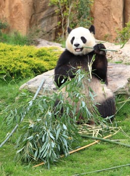 Giant panda sitting and eating bamboo leaf